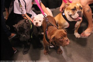 IMG_8250_priscilla_odango